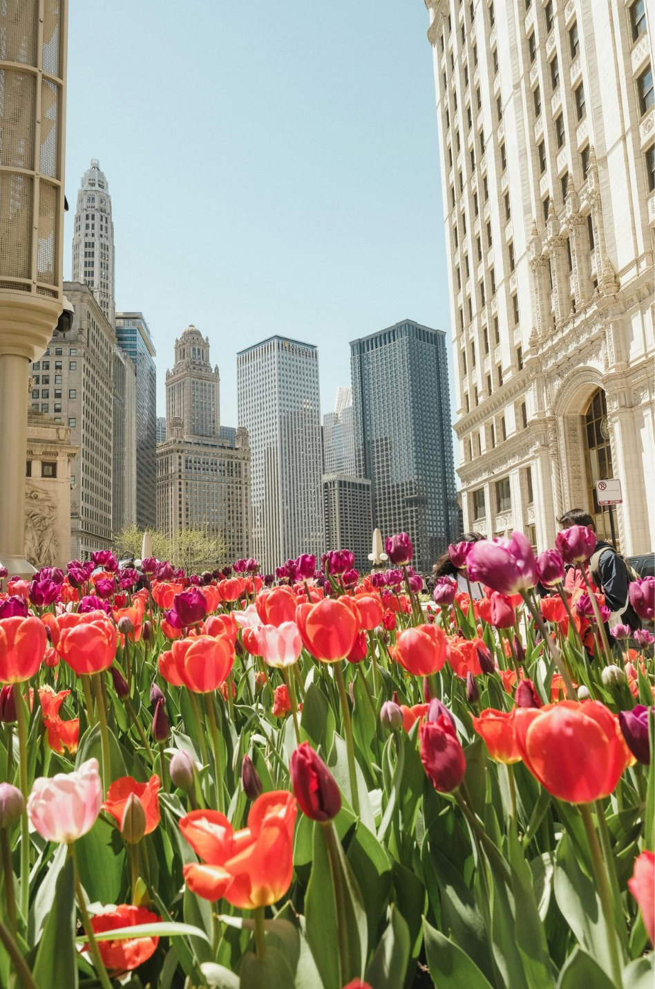 Chicago skyline with tulips - Urban Property Investors Home